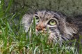 /album/zoo/img-5679-masolata-jpg/